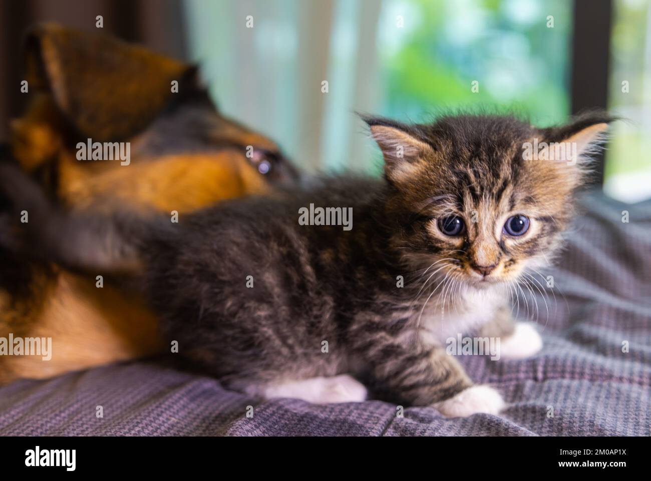 Small little kitty climbs on a dog. Cat and dog harmoniously side by side, Kitten protection across species. Animal care. Love and friendship. Domesti Stock Photo