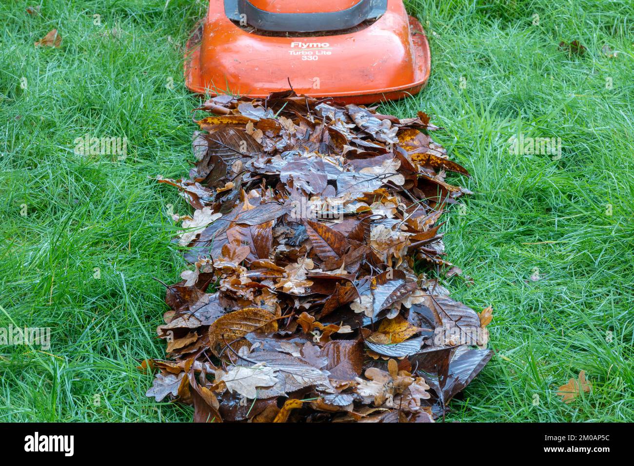 Mowing a line of raked autumn leaves to make leaf mulch for the garden during November, England, UK Stock Photo