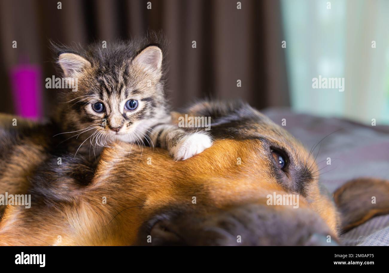 Small little kitty climbs on a dog. Cat and dog harmoniously side by side, Kitten protection across species. Animal care. Love and friendship. Domesti Stock Photo