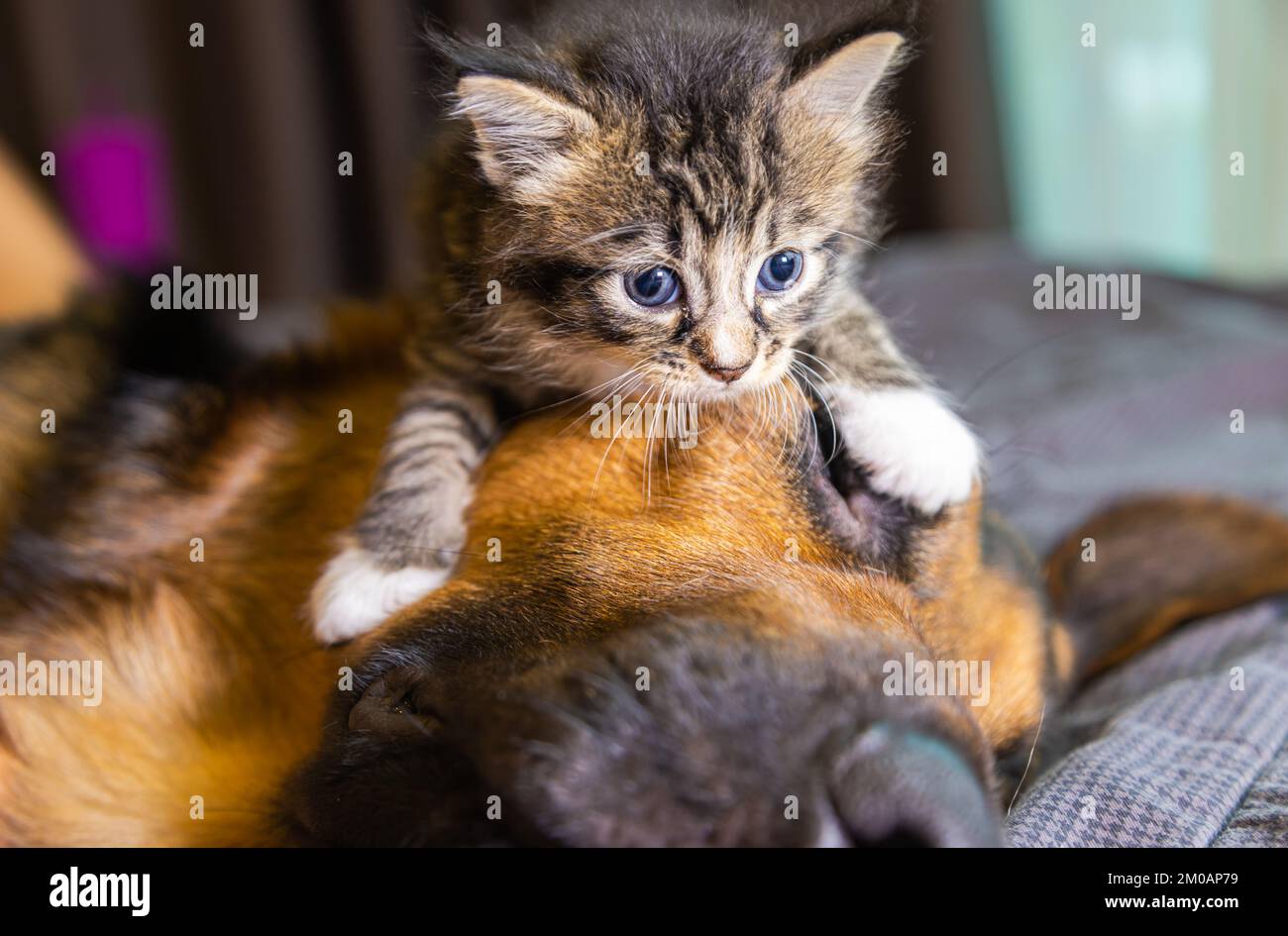 Small little kitty climbs on a dog. Cat and dog harmoniously side by side, Kitten protection across species. Animal care. Love and friendship. Domesti Stock Photo