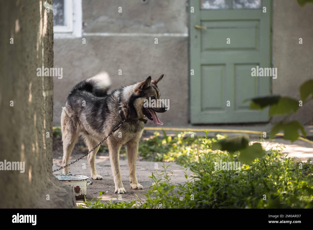 Big Grey Mongrel Dog With Tongue Out On A Chain Guards A Farmyard In 