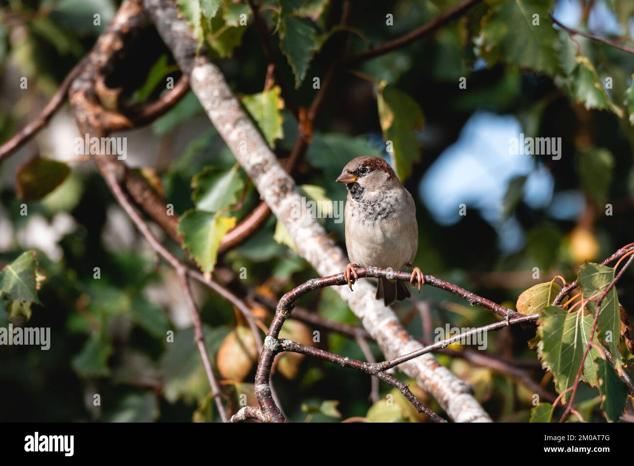 Sparrow on a branch Stock Photo