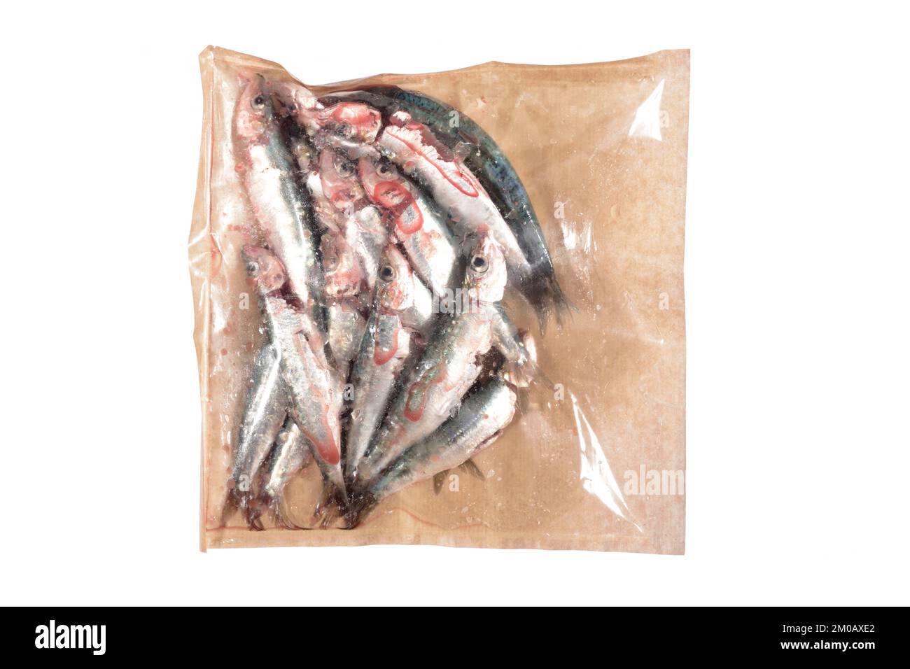 fresh sardines in a plastic container on white background Stock Photo