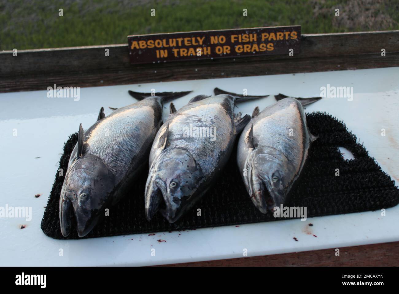 3 salmon on the cleaning table Stock Photo