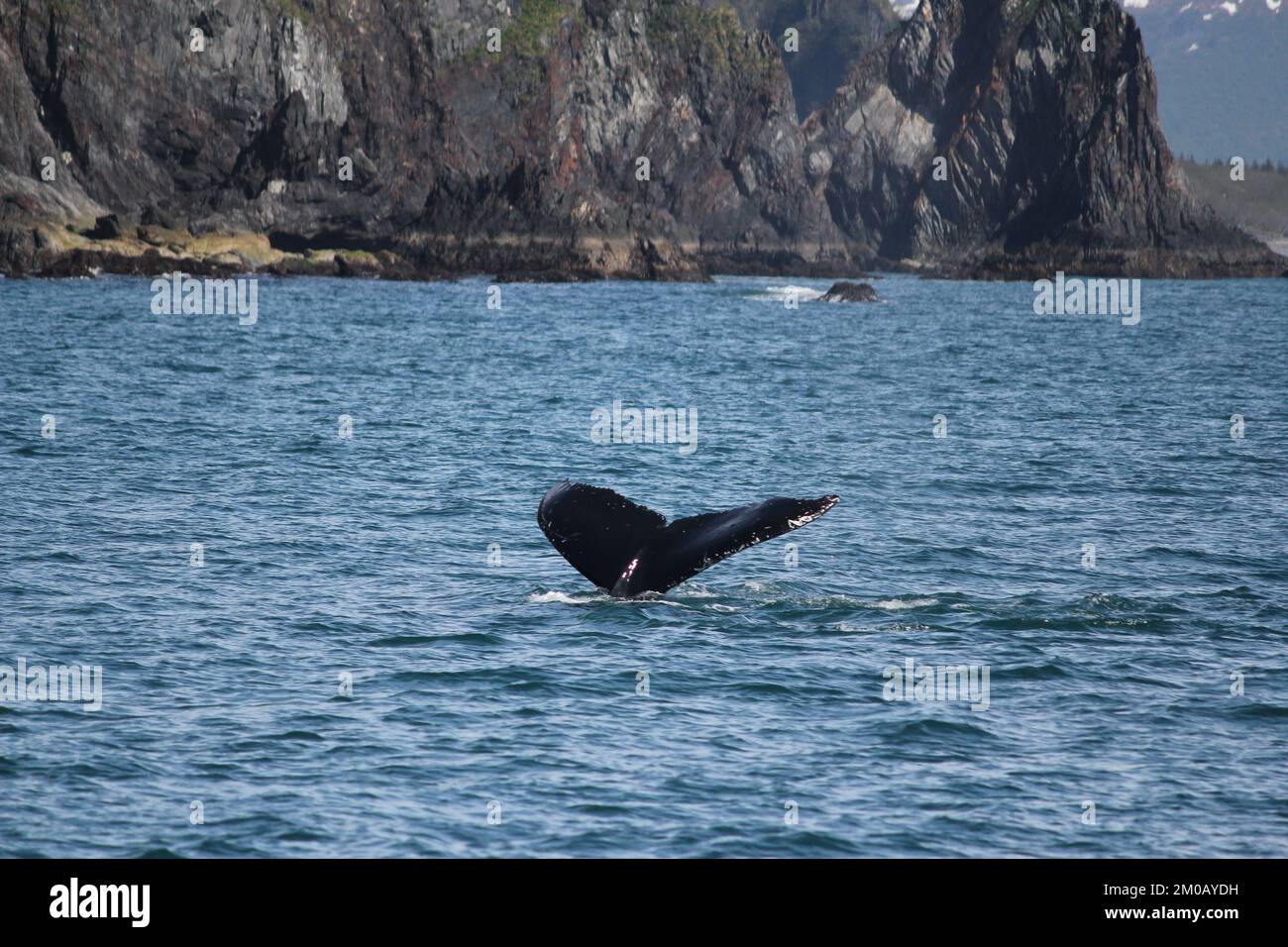 Whale tail on the ocean Stock Photo Alamy