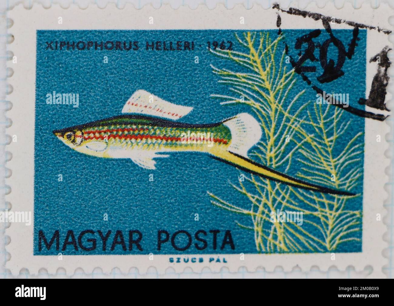 Photo of a postage stamp from Hungary Green Swordtail Xiphophorus helleri fish Tropical Fish series 1962 Stock Photo