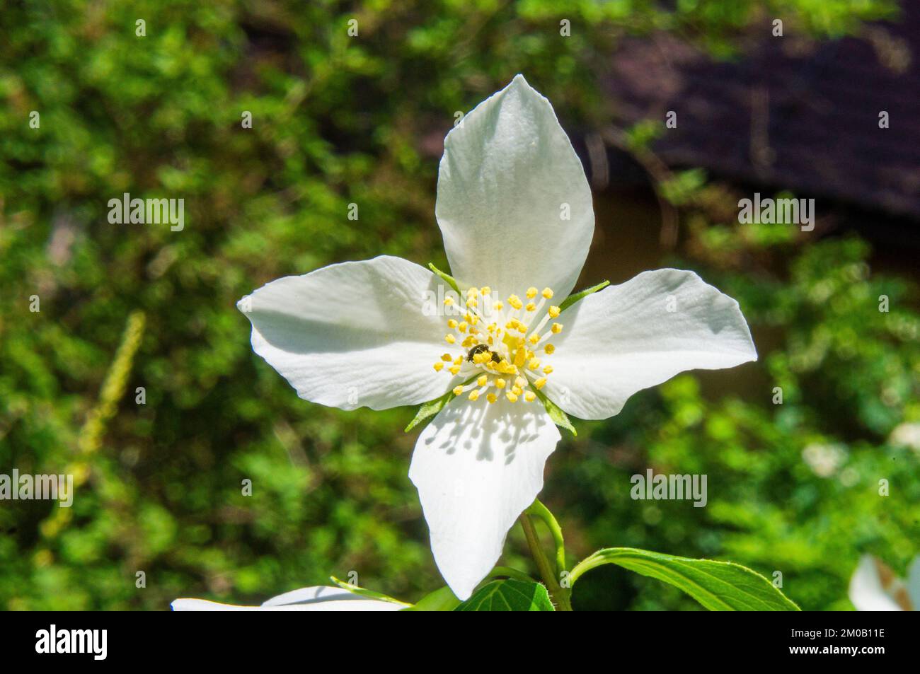 Mock-orange, Philadelphus coronarius, flowering in a garden, Pruhonice, Central Bohemian Region, Czech Republic, on June 10, 2022. (CTK Photo/Libor So Stock Photo