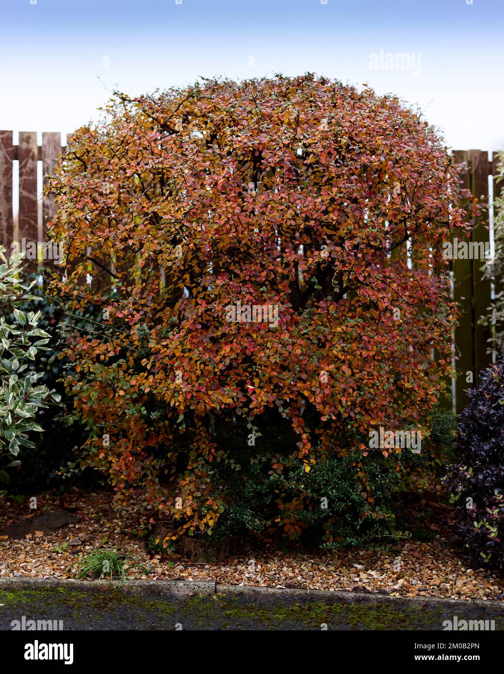 Cotoneaster Shrub Stock Photo