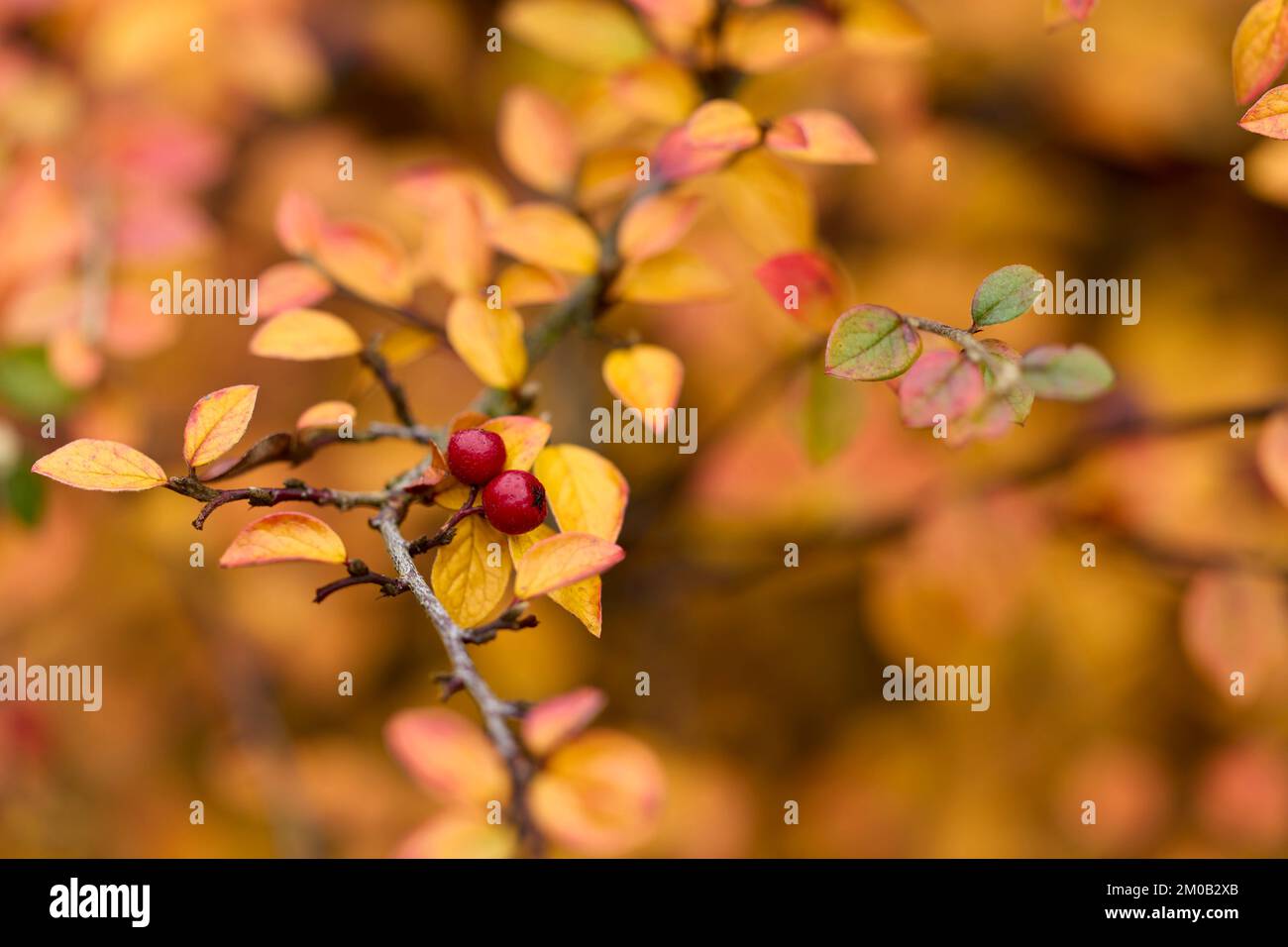 Cotoneaster Shrub Stock Photo