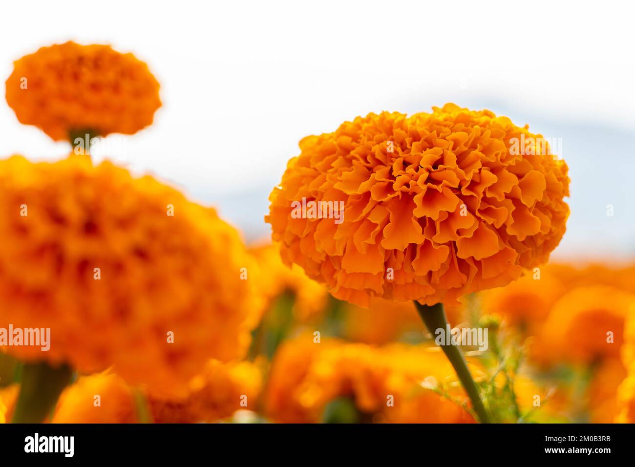 hands of Mexican farmer growing cempasuchil tagete flowers mexico latin america Stock Photo