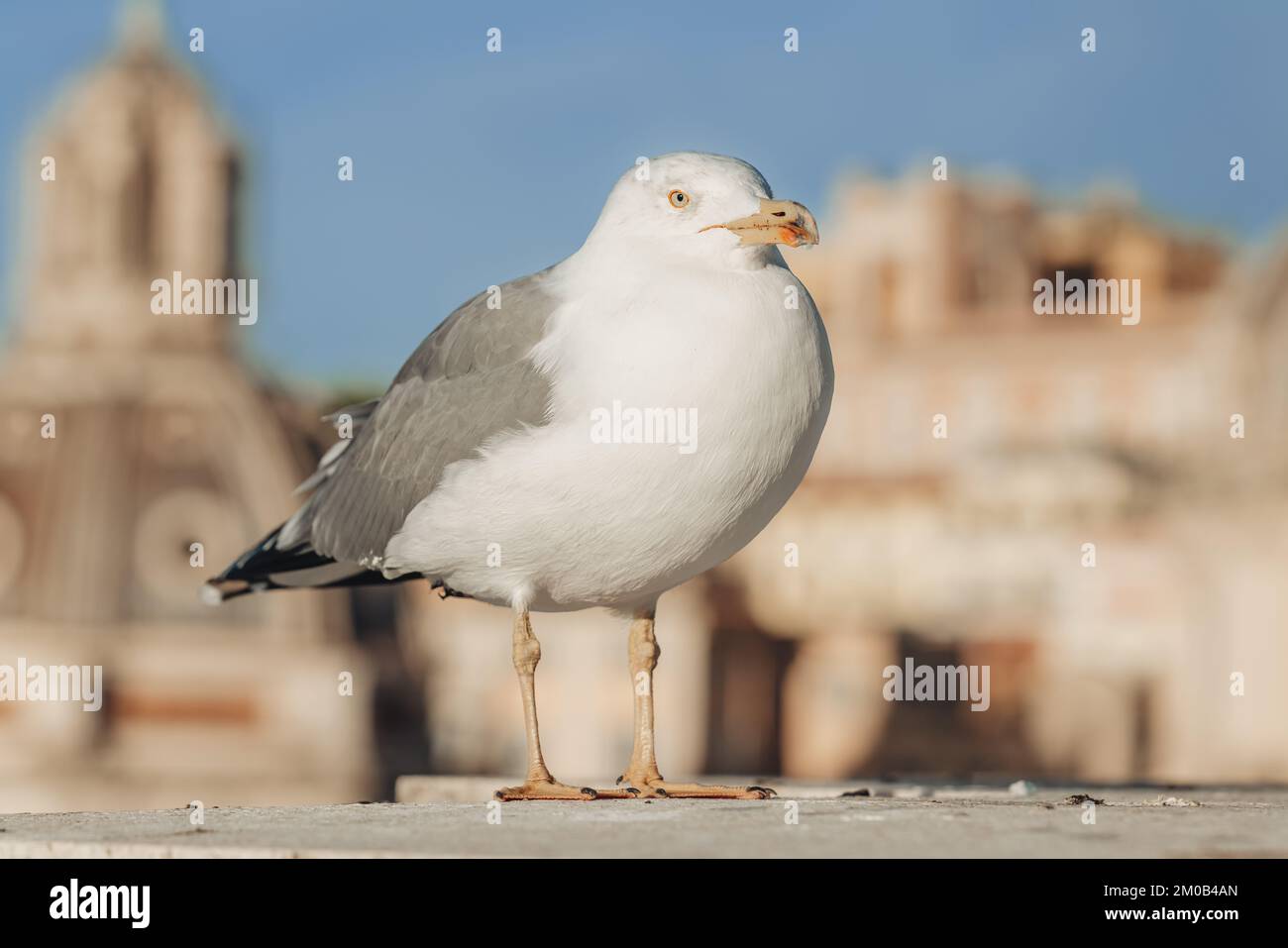 Birds on the top of Altare della Patria in Rome Stock Photo - Alamy
