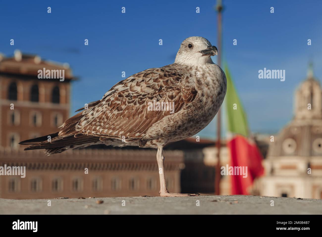 Birds on the top of Altare della Patria in Rome Stock Photo - Alamy