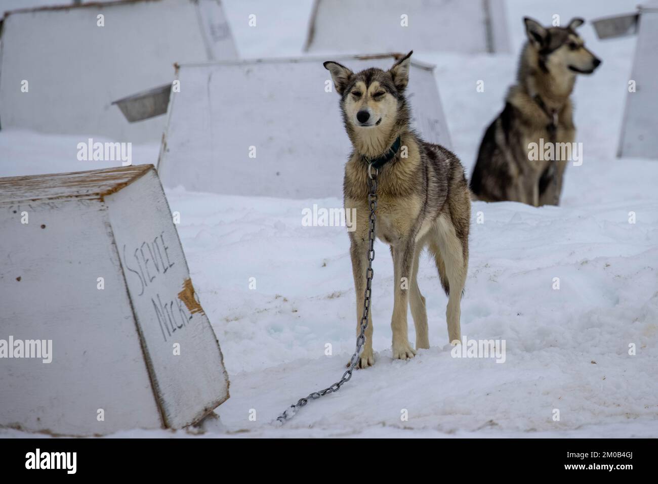 The sled dogs at the kennels in the snowy field Stock Photo - Alamy