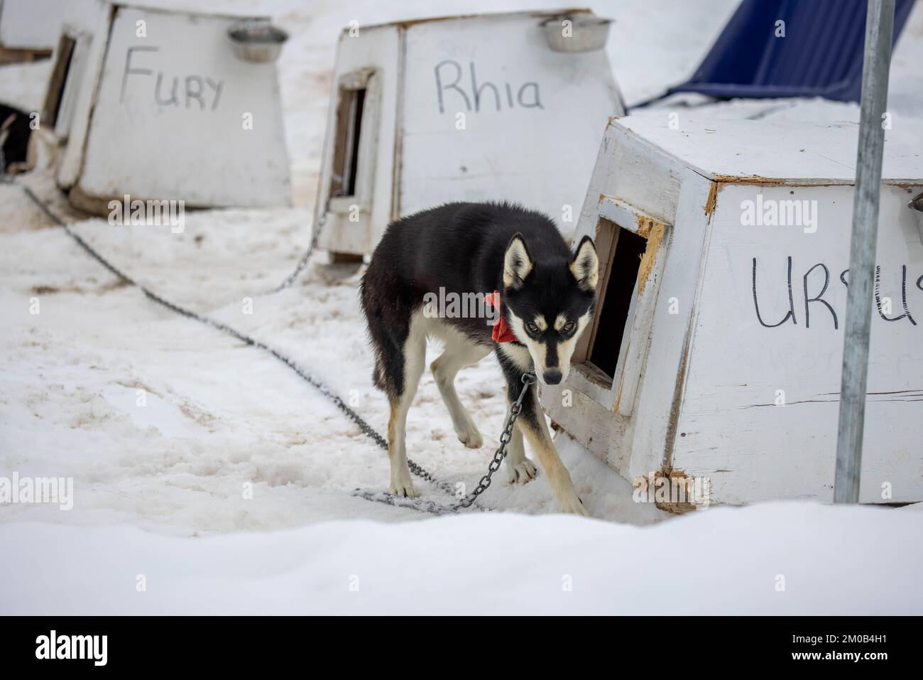 The sled dog at the kennels in the snowy field Stock Photo - Alamy