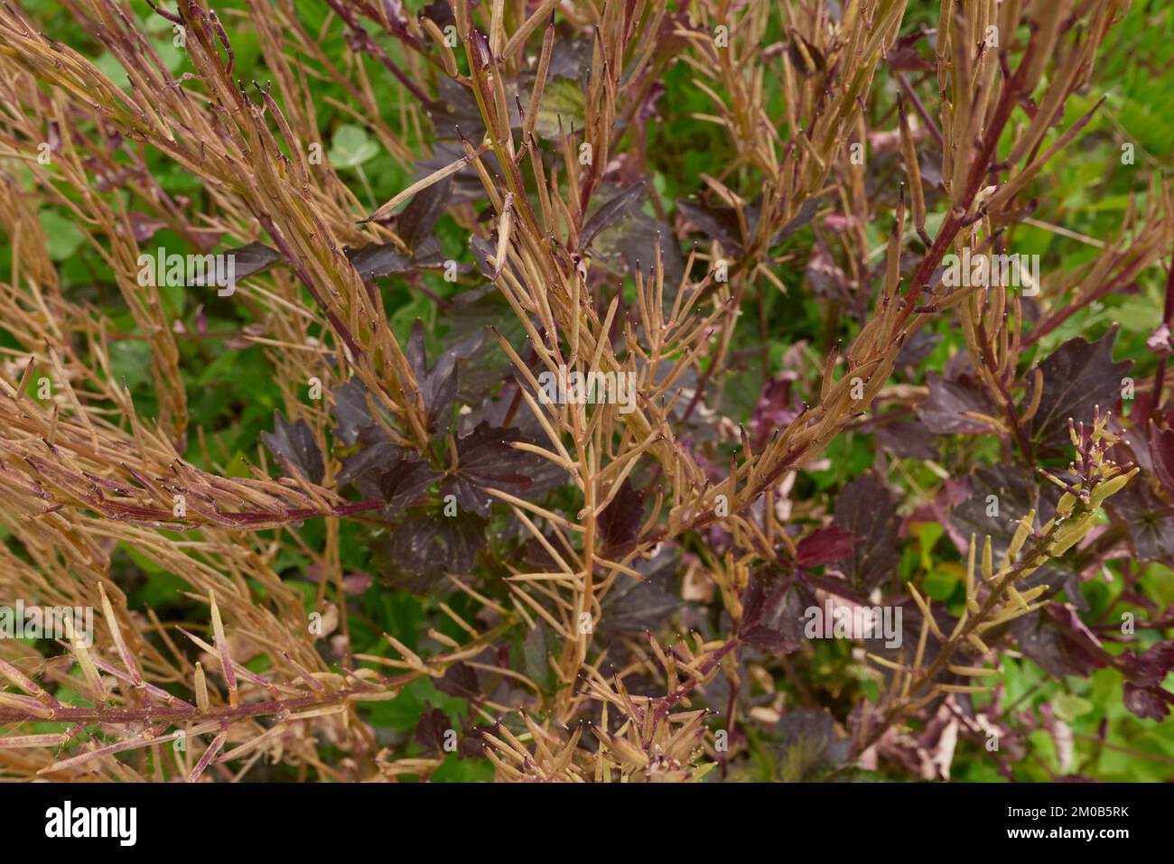 red purple seed pods of Barbarea vulgaris plant Stock Photo
