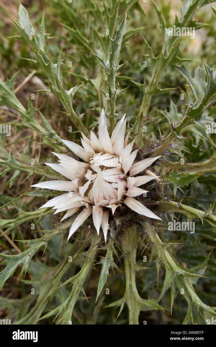 white flower and spiny leaves of Carlina acaulis plant Stock Photo
