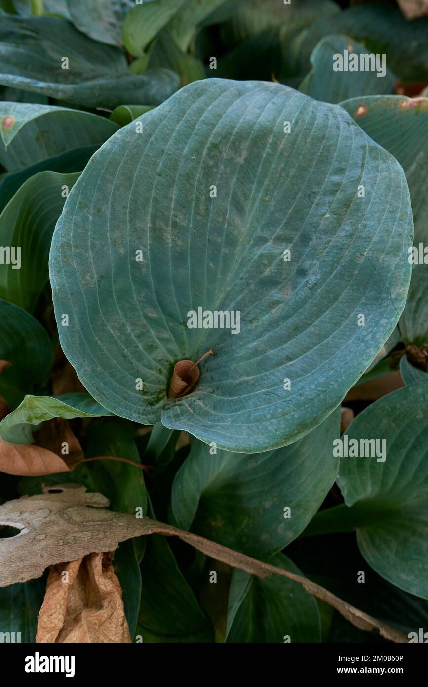 Hosta sieboldiana textured leaves Stock Photo