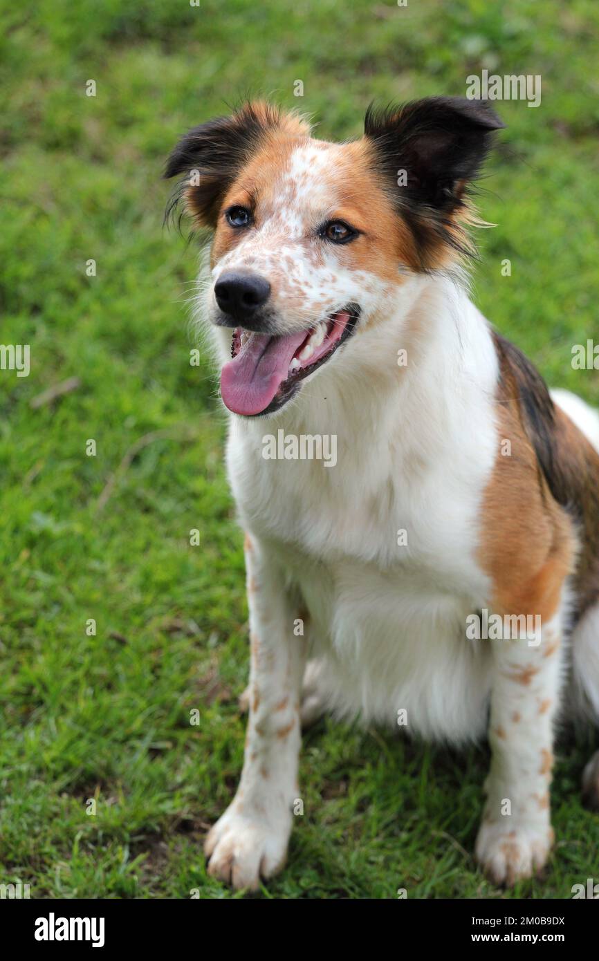 Young border collie sheep dog. waiting for instructions. Stock Photo
