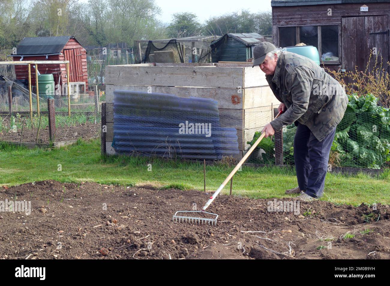 Senior or old man raking his garden or allotment. Gardener preparing ground to plant or sow seeds. Stock Photo