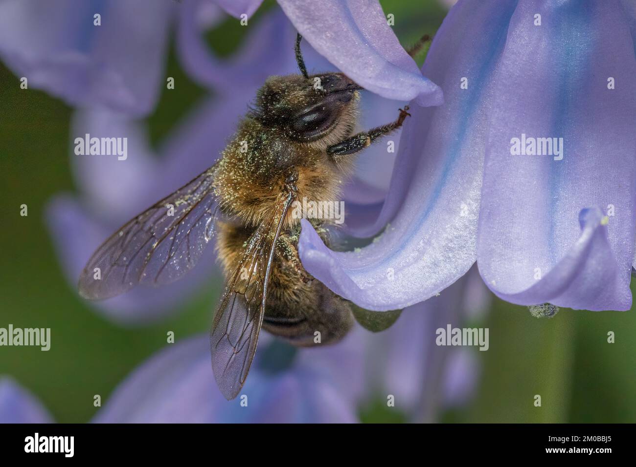 Busy bee Stock Photo