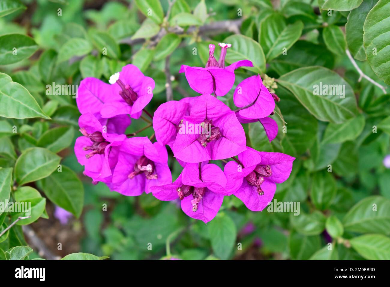 Pink bougainvillea flowers (Bougainvillea spectabilis Stock Photo Alamy
