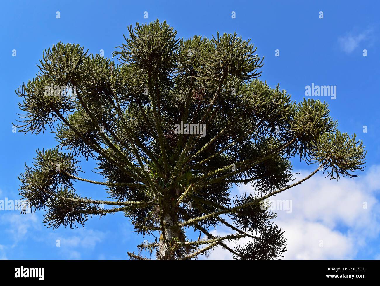 Candelabra tree or Brazilian pine (Araucaria angustifolia) and blue sky Stock Photo