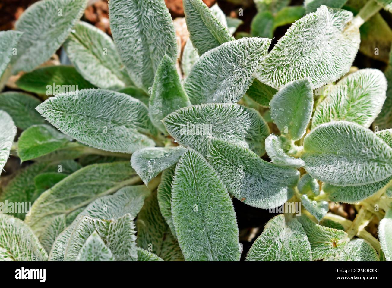 Lamb'sear or Woolly (Stachys byzantina) on garden Stock