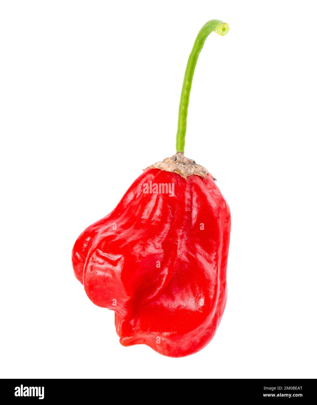 Ripe red chili pepper isolated on a white background. Capsicum baccatum or Bishop's crown pepper. Stock Photo