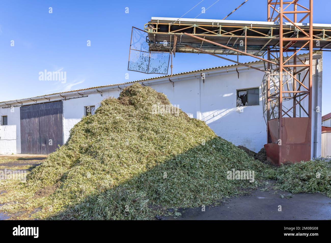 Pile of waste olive leaves and branches from the production of olive oil in an oil mill Stock Photo