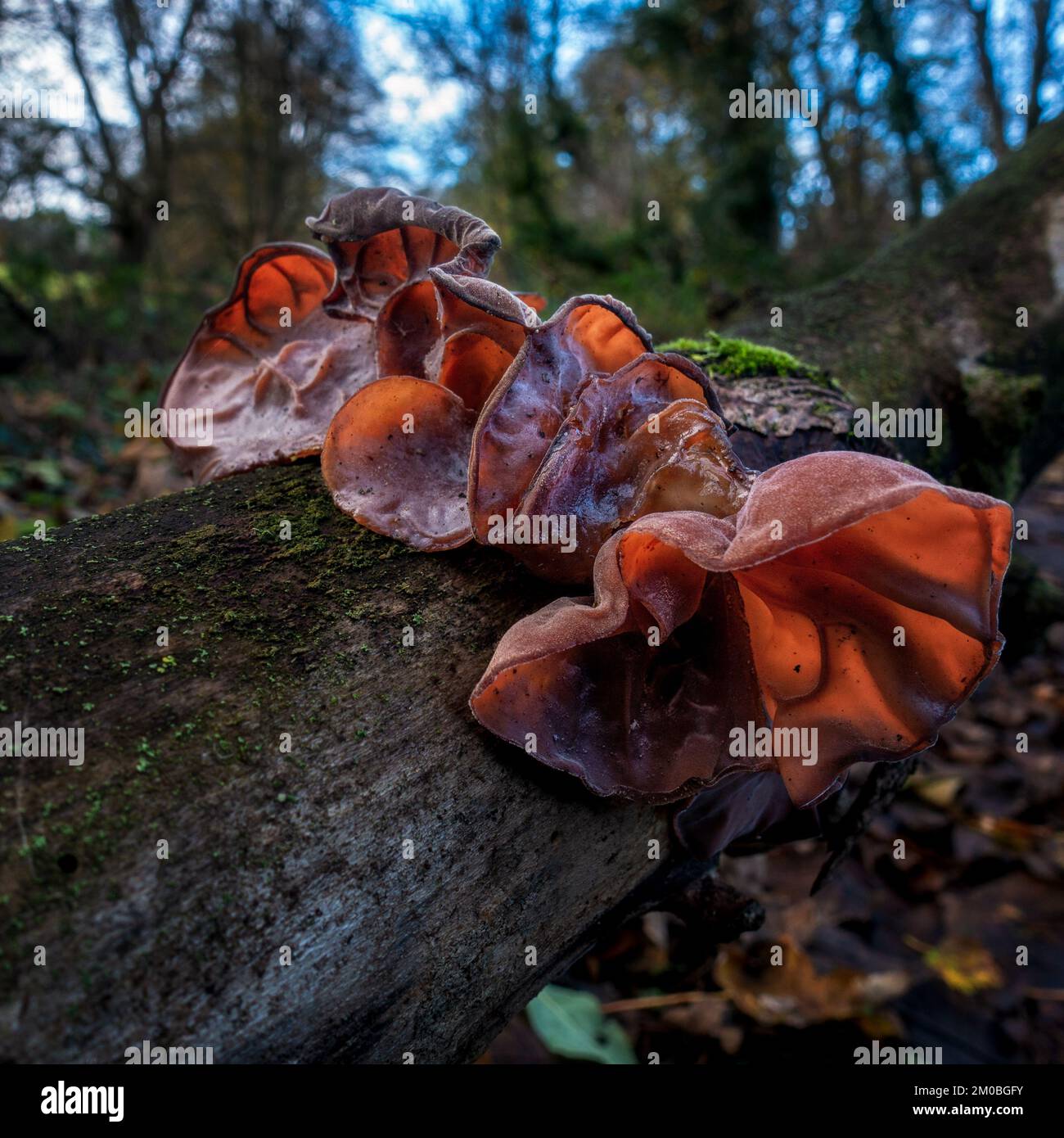 Close up of Jelly Ear Fungus growing on a fallen trunk of a tree, Yorkshire, UK Stock Photo