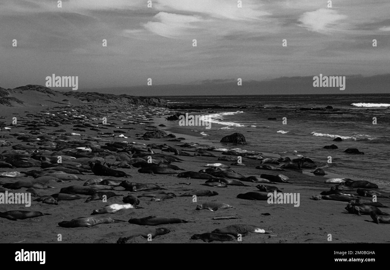 The grayscale shot of seals laying on the coast of Pacific Ocean in