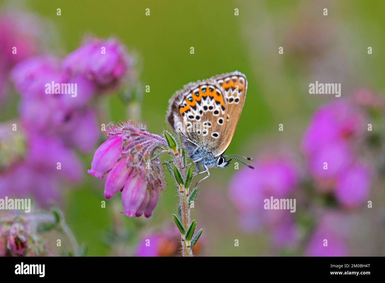 Silver-studded blue (Plebejus argus) female butterfly feeding on nectar of cross-leaved heath (Erica tetralix) in heathland in summer Stock Photo