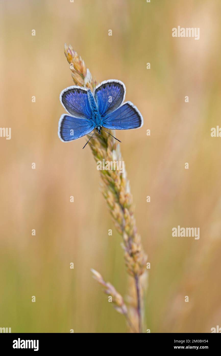 Silver-studded blue (Plebejus argus) male butterfly in heathland in summer Stock Photo
