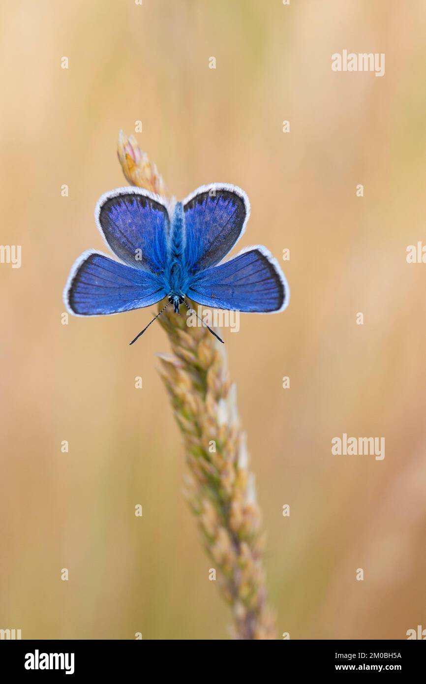 Silver-studded blue (Plebejus argus) male butterfly in heathland in summer Stock Photo