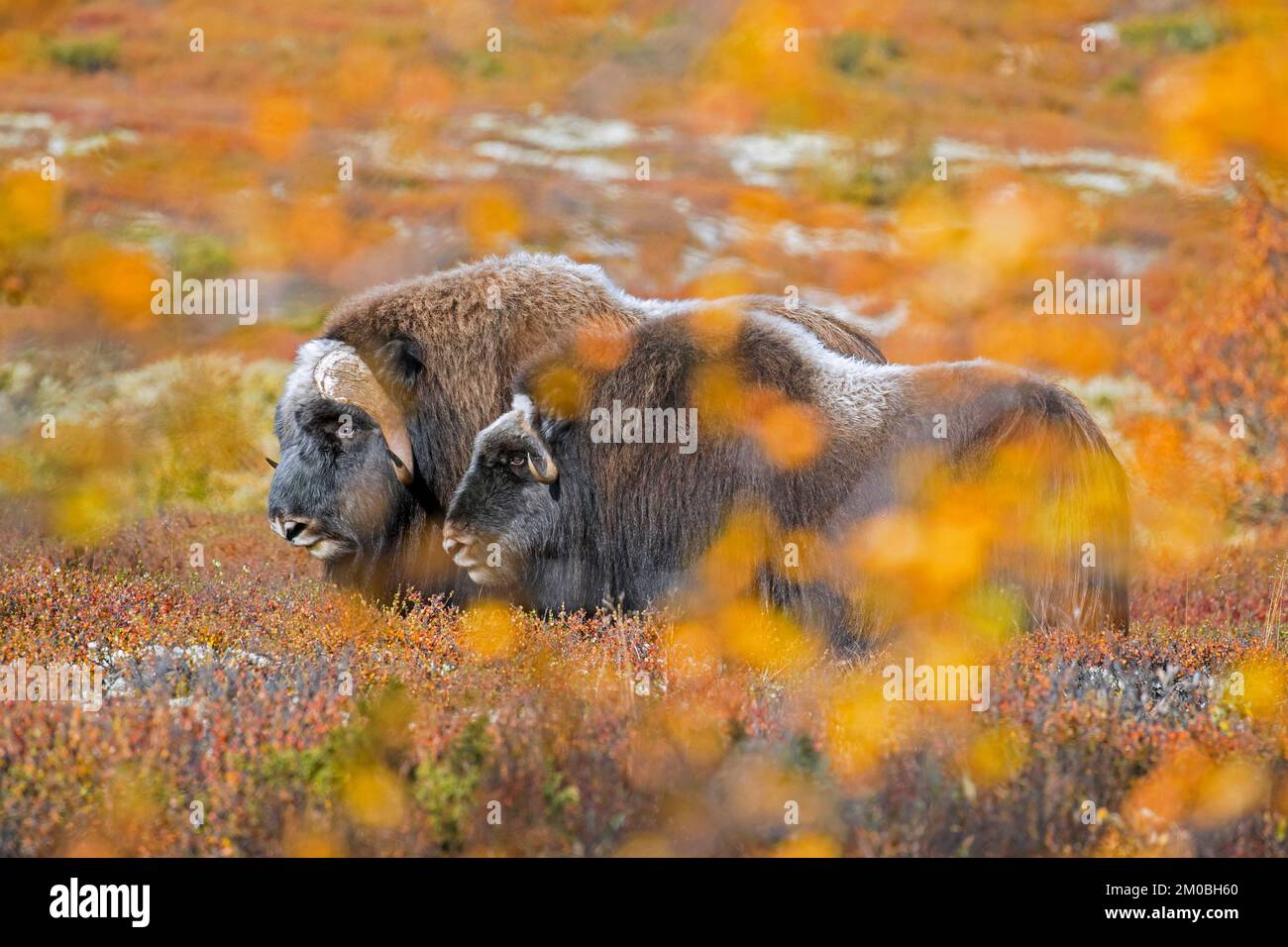 Muskox (Ovibos moschatus) bull and cow on the tundra during the rut / rutting season in autumn / fall, Dovrefjell–Sunndalsfjella National Park, Norway Stock Photo