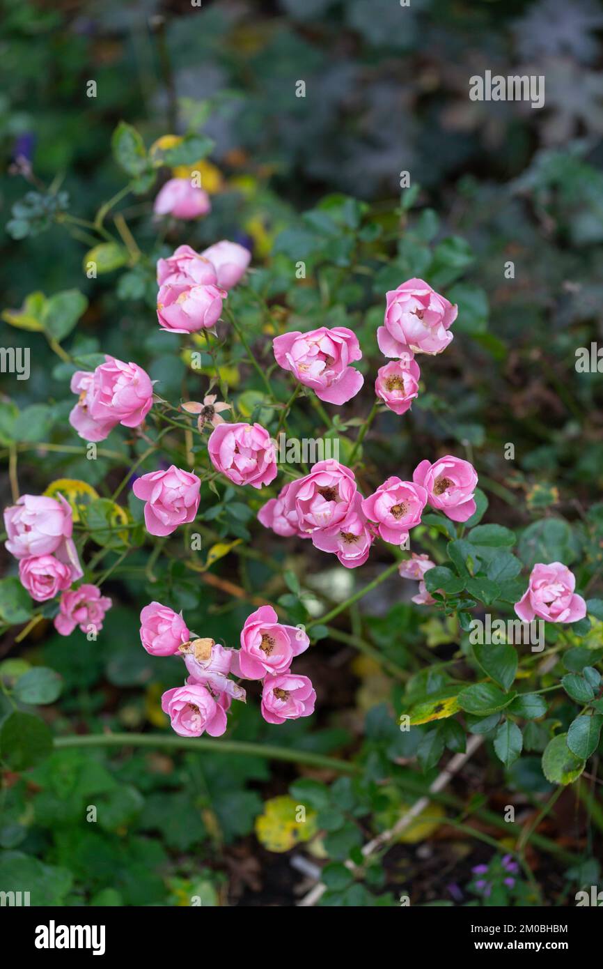 The rosebush, Pink the Fairy Stock Photo