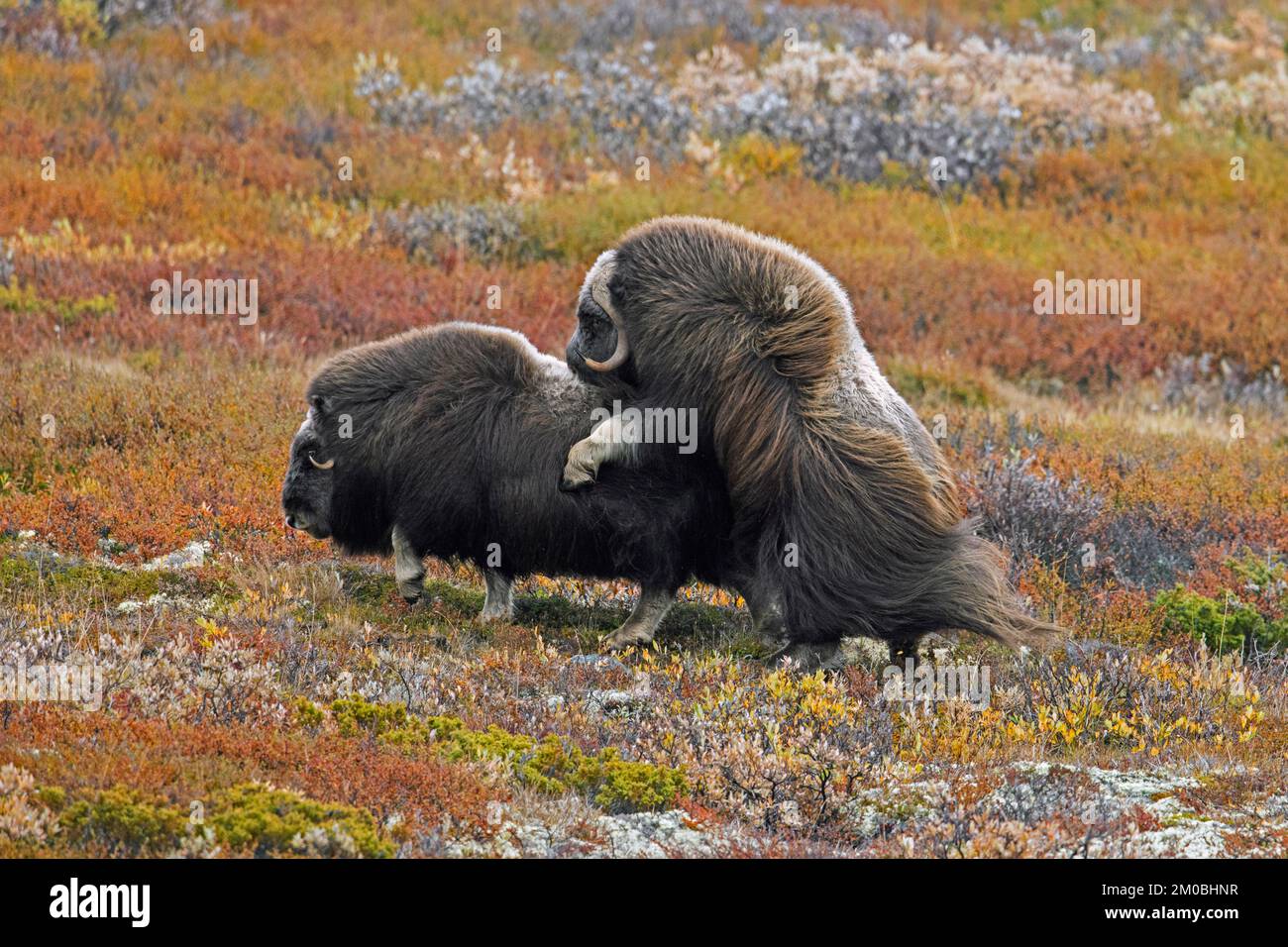 Muskox (Ovibos moschatus) bull and cow mating on the tundra during the rut / rutting season in autumn, Dovrefjell–Sunndalsfjella National Park, Norway Stock Photo
