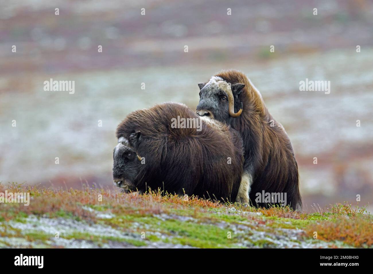 Muskox (Ovibos moschatus) bull and cow mating on the tundra during the rut / rutting season in autumn, Dovrefjell–Sunndalsfjella National Park, Norway Stock Photo
