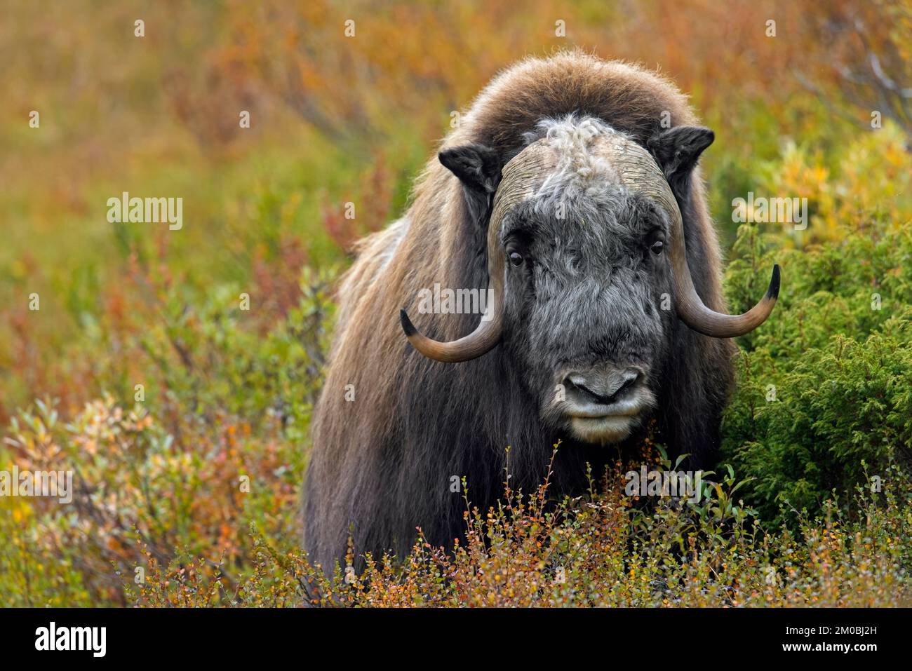 Muskox (Ovibos moschatus) solitary bull / male on the tundra in autumn / fall, Dovrefjell–Sunndalsfjella National Park, Norway Stock Photo