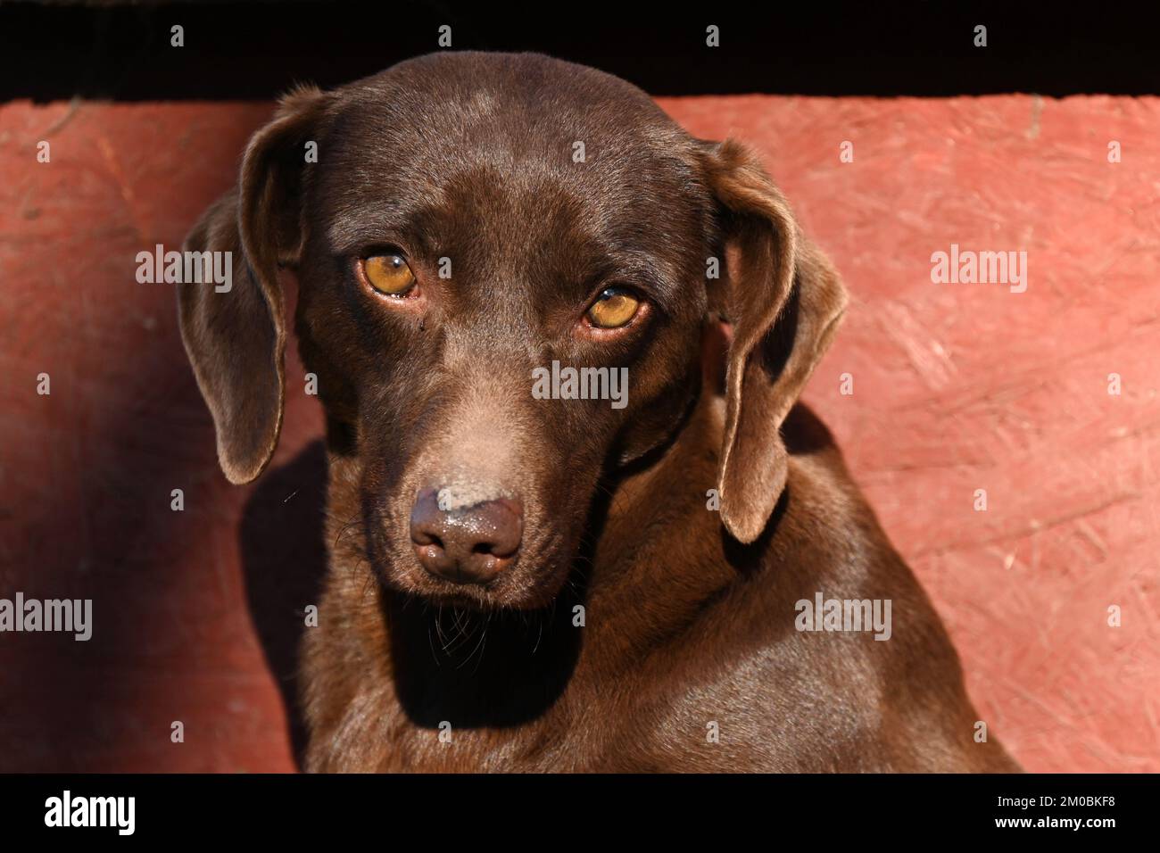Portrait of pointer dog looing at camera Stock Photo