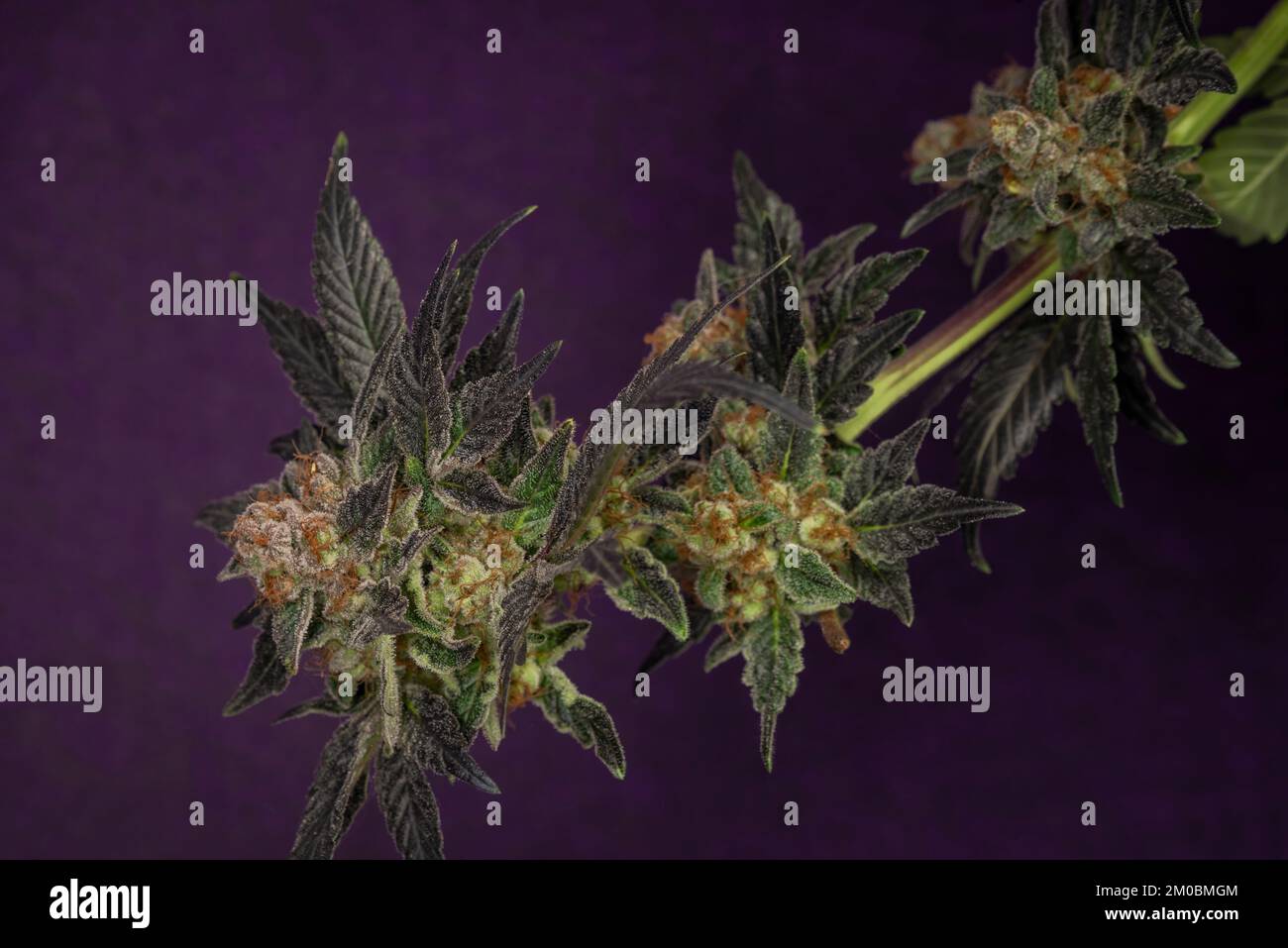 Bunch of flowers of marijuana ripened blooms with dark violet background Stock Photo