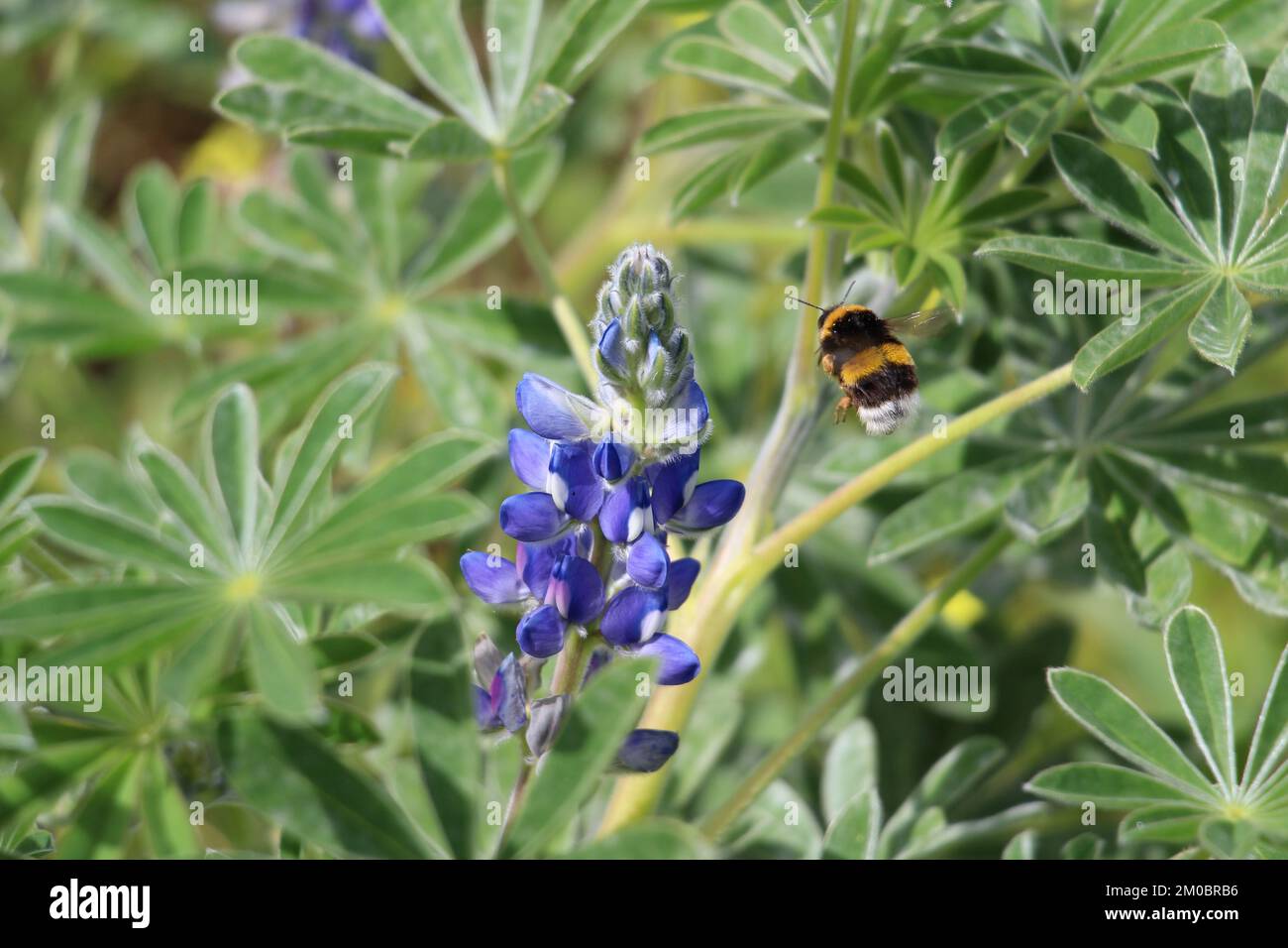 Close-up of a bumblebee (Bombus terrestris) flying near a wild Lupine blue flower (Lupinus micranthus) with green background, Algarve region, Portugal Stock Photo