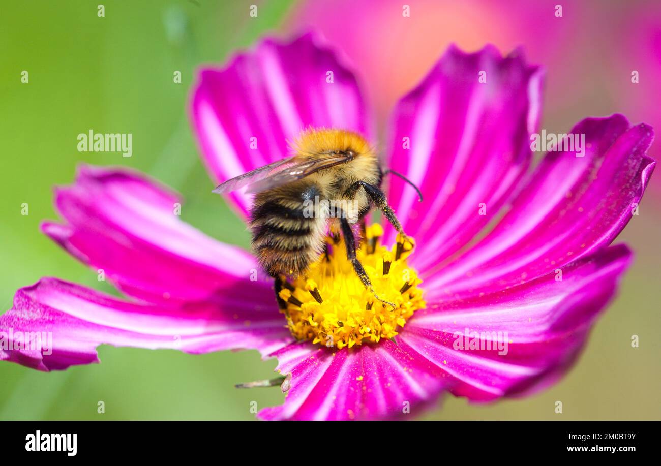 Macro Close-up of a carder bee nectaring on a Bi-Coloured Cosmos Bipinnatus. Stock Photo