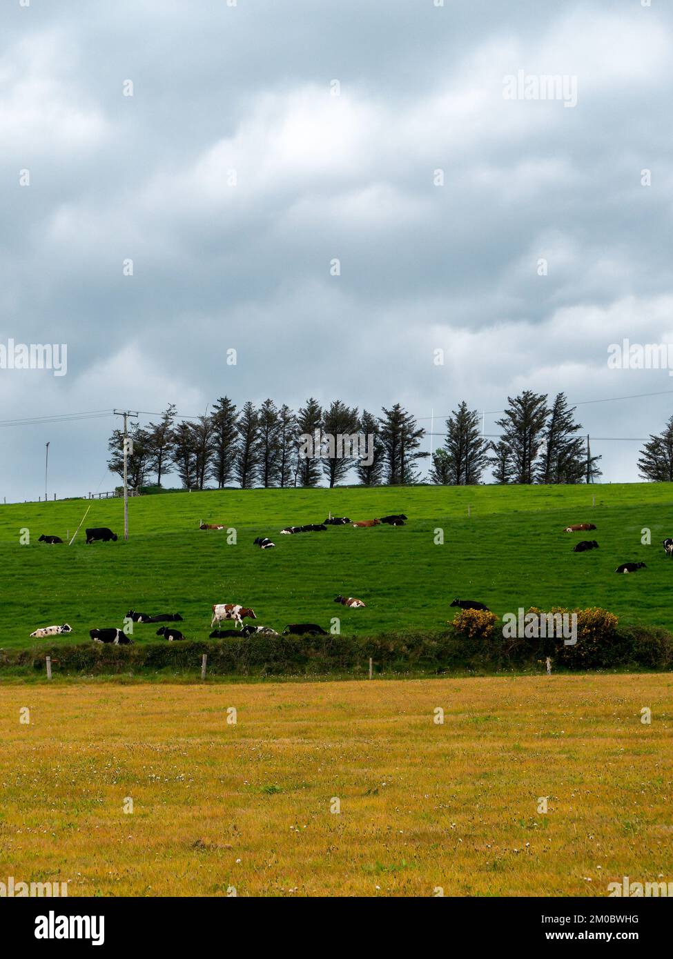 Village fields and pastures. Cows in a meadow. Agrarian landscape. Irish farmland. Green field, trees Stock Photo