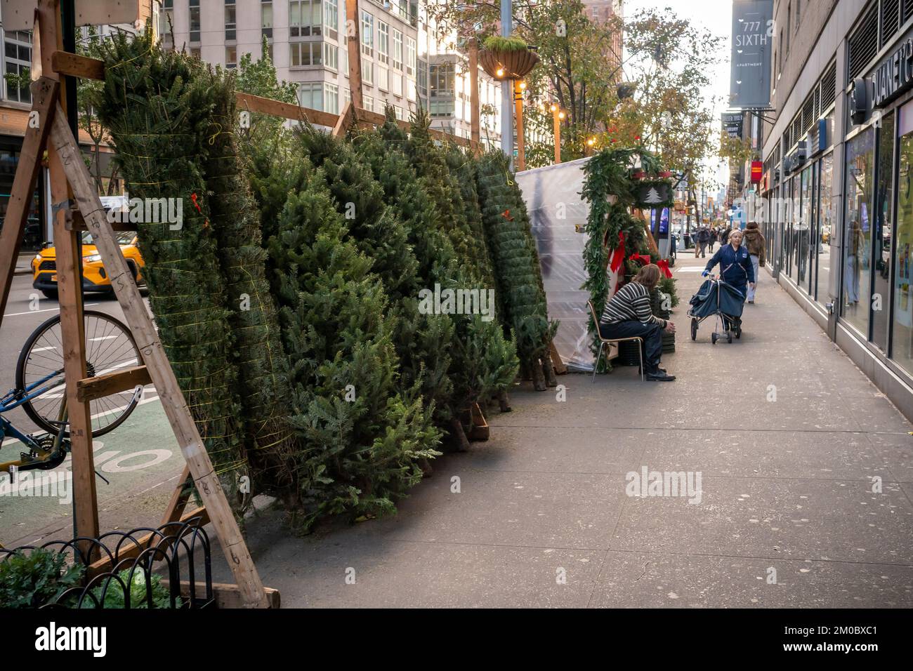 Christmas tree seller’s forest in the Chelsea neighborhood of New York