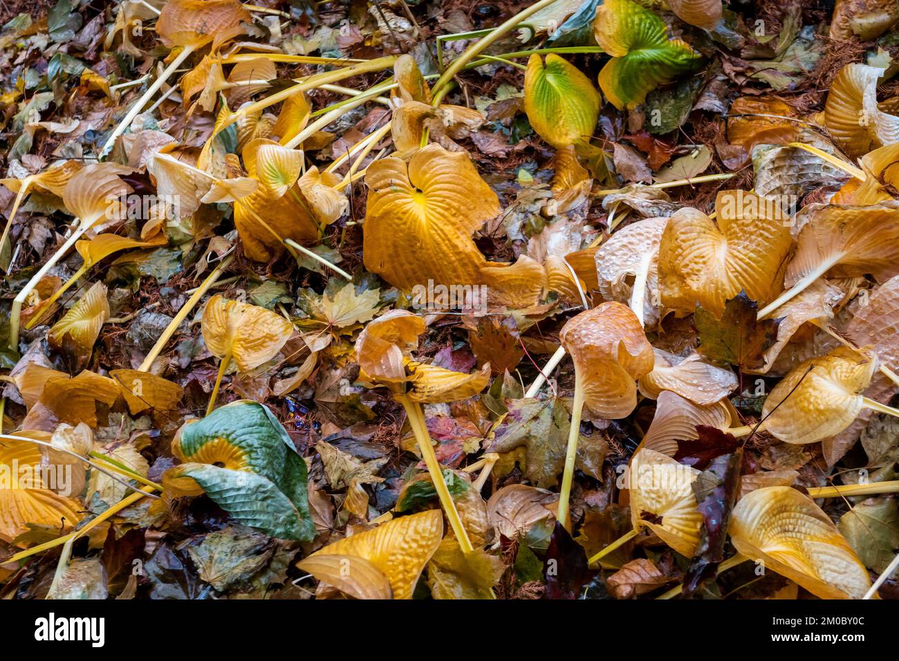Hosta plants in the fall in New York on Saturday, December 3, 2022