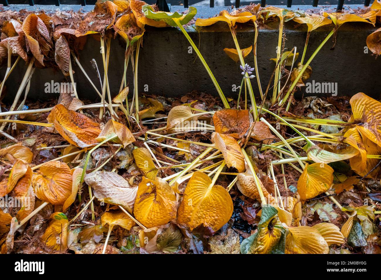 Hosta plants in the fall in New York on Saturday, December 3, 2022