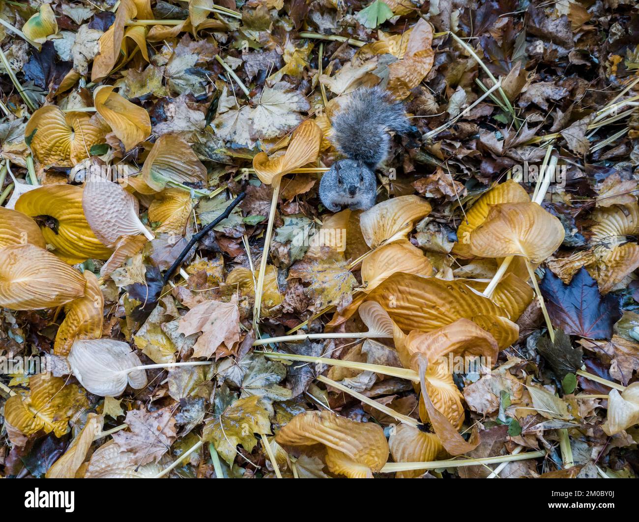 Squirrel amidst Hosta plants in the fall in New York on Saturday, December 3, 2022, (© Richard B