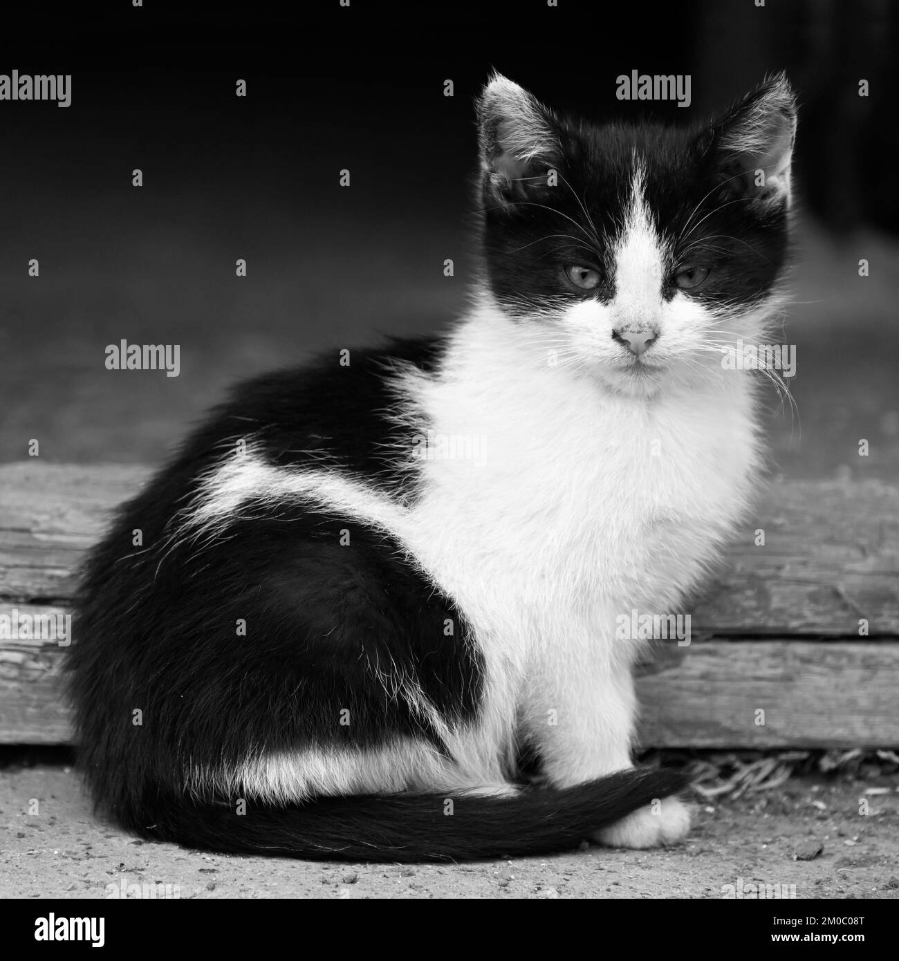 Black and white kitten Black and White Stock Photos & Images Alamy