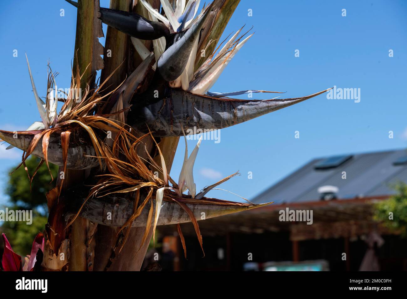 Giant Bird of Paradise Plant or Wild Banana in Sydney, New South Wales